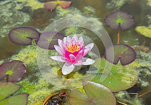 beautiful, red lily on the pond