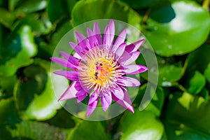 Beautiful red lotus with black & white background