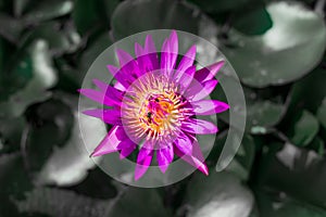 Beautiful red lotus with black & white background