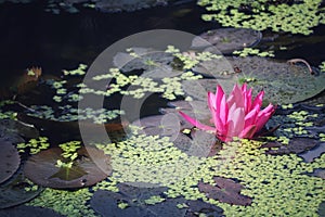 Beautiful Red Lotus Lake in Thailand, selectable focus,