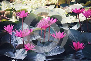 Beautiful Red Lotus Lake in Thailand, selectable focus,