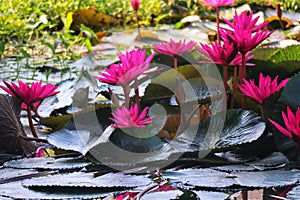 Beautiful Red Lotus Lake in Thailand, selectable focus,