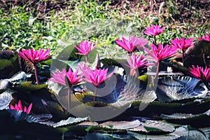 Beautiful Red Lotus Lake in Thailand, selectable focus,