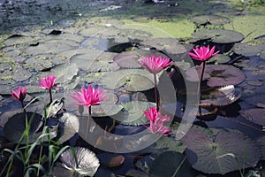 Beautiful Red Lotus Lake in Thailand, selectable focus,