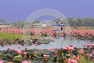 Beautiful Red lotus  is the most famous attraction of Udonthani,thailand