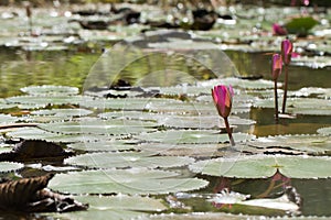 Beautiful red Lotus in natural water pond