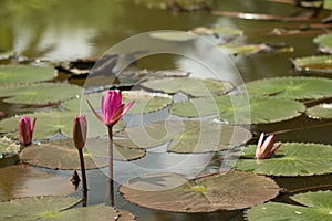 Beautiful red Lotus in natural water pool