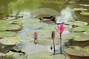 Beautiful red Lotus in natural water pool