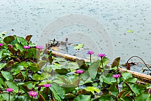 The beautiful red lotus raining.