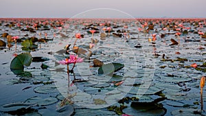 Beautiful Red Lotus Sea Kumphawapi with pink flowers in Udon Thani in northern Thailand.