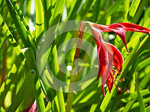 The beautiful red Lycoris radiata, known as red spider lily, red magic lily, or equinox flower.