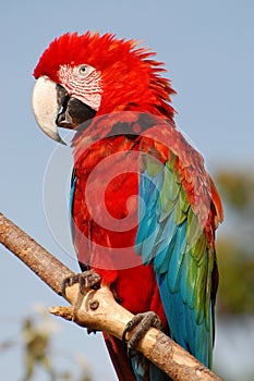 Beautiful red macaw sitting on a branch