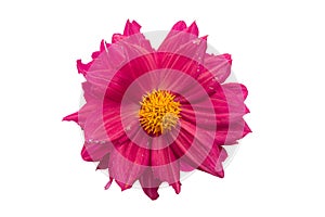 Beautiful red or magenta flower with broken petal isolated white background