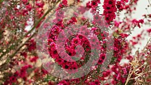 Beautiful red manuka tree flowers in bloom.