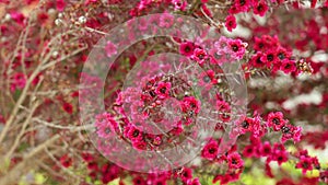 Beautiful red manuka tree flowers in bloom.