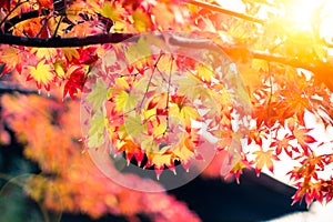 Beautiful Red Maple Leaf in Japan Autumn