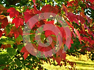 Beautiful red maple leaves in autumn