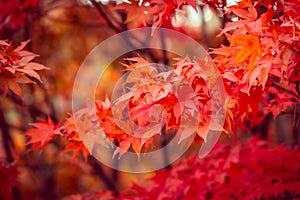 Beautiful red maple leaves in autumn, beautiful autumn leave background