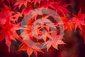 Beautiful red maple leaves in autumn, beautiful autumn leave background