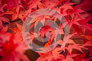 Beautiful red maple leaves in autumn, beautiful autumn leave background