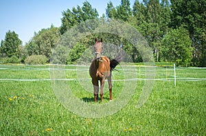 Beautiful red mare horse standing in green meadow