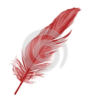 Beautiful red maroon feather isolated on white background