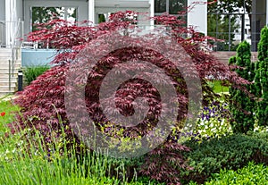 Beautiful red marple Acer palmatum in garden