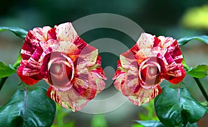 Beautiful red meteor rose flowers