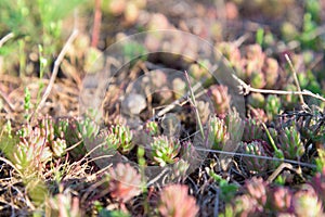 Beautiful red moss closeup