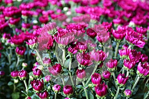 Beautiful red mums