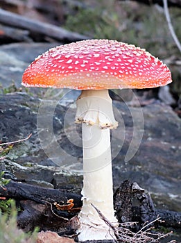 Beautiful red mushroom. photo