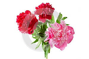 Beautiful red nad pink peony bunch isolated on white background