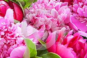 Beautiful red nad pink peony bunch isolated on white background