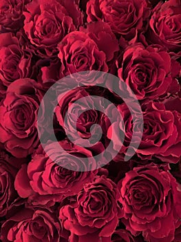 Beautiful red natural roses background