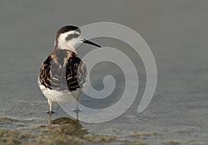 Beautiful Red-necked phalarope at Asker Marsh, Bahrain