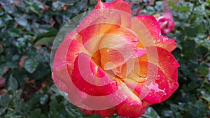 Beautiful rose closeup. Rose petals with water drops after rain. Beauty of nature.