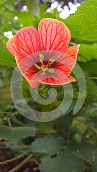 Beautiful red and orange colour flower in the garden