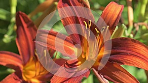 beautiful red-orange day- lily flower with buds blooming in garden. macro footage.