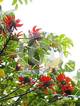 Indian Coral Tree, Variegated Tiger`s claw, Erythrina variegata, plant with green yellow pattern color