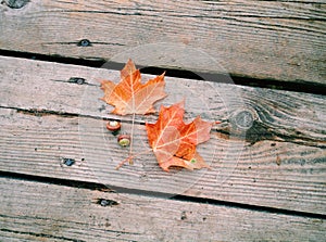 beautiful red orange maple leaves and two green acorns lying on old wooden planks background