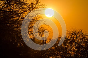 Beautiful red orange sunrise over silhouette of thorny trees with spider webs in Etosha National Park, Namibia, Africa