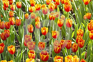 Beautiful red or orange tulip in tulip field
