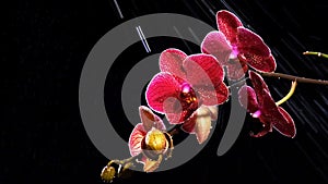 Beautiful red orchid on black