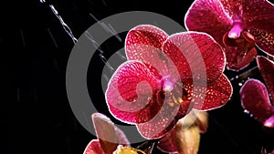 Beautiful red orchid on black