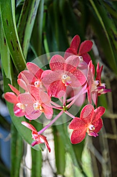 Beautiful red orchids Close up