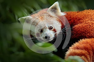 Beautiful Red panda lying on the tree with green leaves. Red panda, Ailurus fulgens, in habitat. Detail face portrait of animal fr