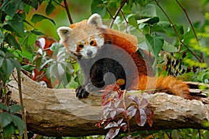Beautiful Red panda lying on the tree with green leaves. Red panda bear, Ailurus fulgens, habitat. Detail face portrait, animal fr