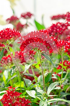 Beautiful of Red Pentas lanceolata