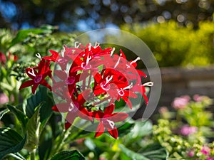 Red Pentas Lanceolata Lucky Star in a summer at a botanical garden. photo