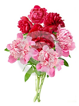 Beautiful red peony bunch isolated on white